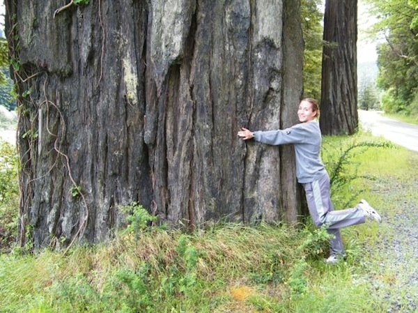 Gina Merchant can't resist a Coast Redwood along the road to Eureka.