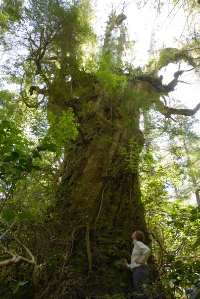 Jeremy Williams along Vancouver Island's Clayoquot Sound.