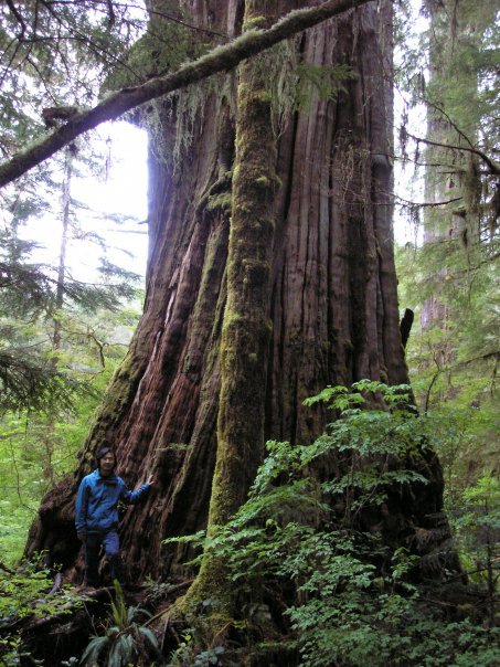 The Ancient Forest Alliance's Ken Wu alongside the Tolkien Giant in British Columbia's Upper Walbran Valley.
