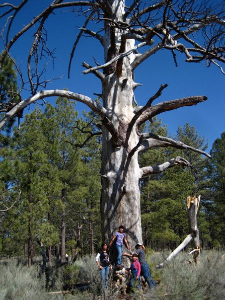 Kristen Francis and her family hug a giant Jeffrey pine snag at Laguna Hanson, Baja California.