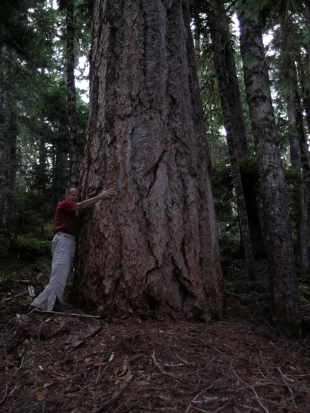 Our Pacific Northwest hiking pal Marty Carr meets a beautiful Douglas fir along the Summerland trail, Mt. Rainier National Park.