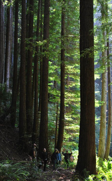 The staff of Sempervirens Fund at Butano State Park, near Pescadero, Santa Cruz Mountains.