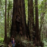 Jenny Binstock from Greenpeace enjoying some Redwood majesty along the Avenue of the Giants, Humboldt Redwoods State Park.