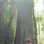 David Schiller at the Humboldt Founders Tree, Humboldt Redwoods State Park.