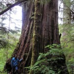 The Ancient Forest Alliance's Ken Wu alongside the Tolkien Giant in British Columbia's Upper Walbran Valley.