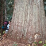 Backpacker Kerry Olson hugs a giant cedar in North Cascades National Park.