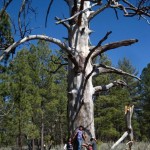 Kristen Francis and her family hug a giant Jeffrey pine snag at Laguna Hanson, Baja California.