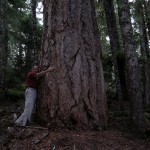 Our Pacific Northwest hiking pal Marty Carr meets a beautiful Douglas fir along the Summerland trail, Mt. Rainier National Park.