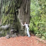 Tyler Hauser warms up to a Coast Redwood at Del Norte Redwoods State Park.